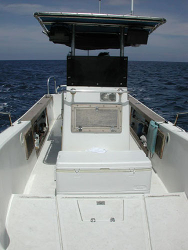 Dolphin Boat