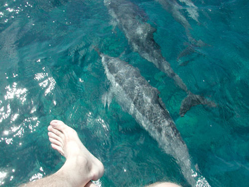 Dolphins At The Bow